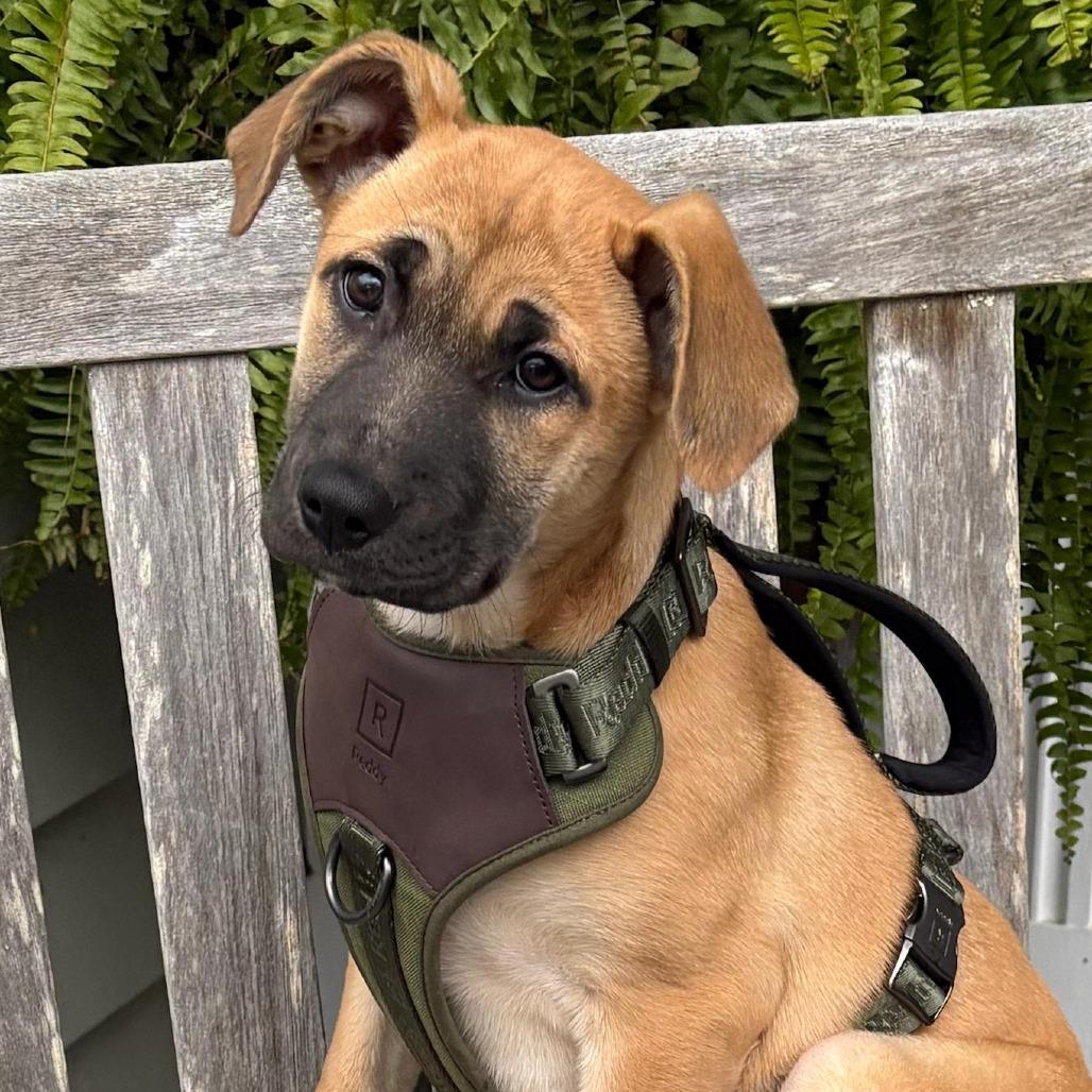 NY Montana (Foster in Katonah)