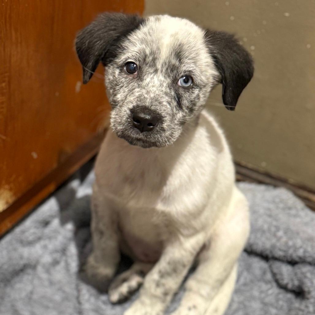 NY Star (Foster in Yorktown Heights)