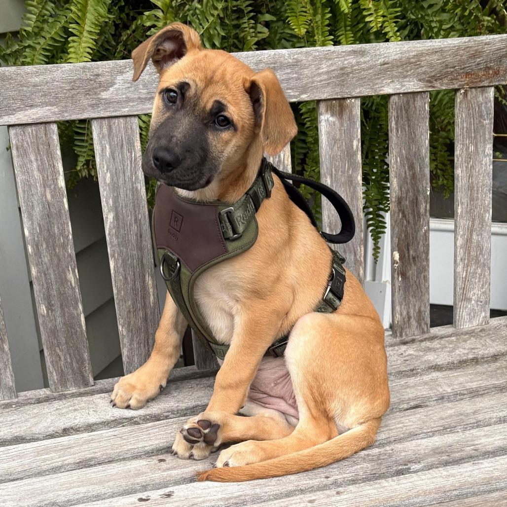 NY Montana (Foster in Katonah)