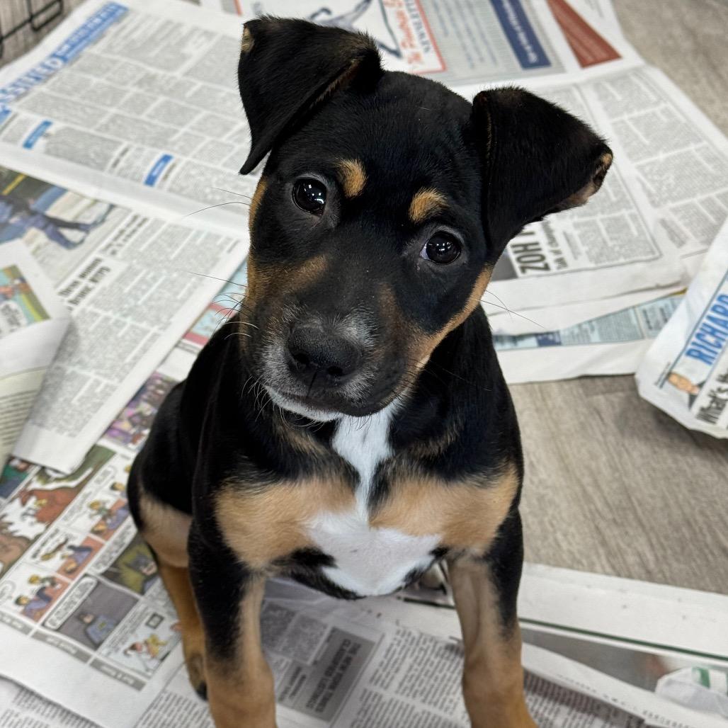 NY Calypso (Foster in Carmel)