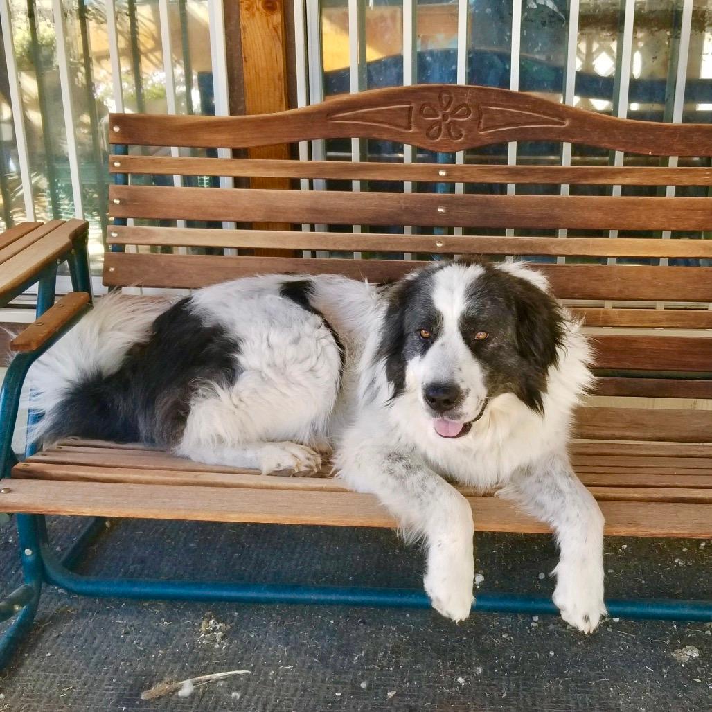 Kaylee (Courtesy Listing)