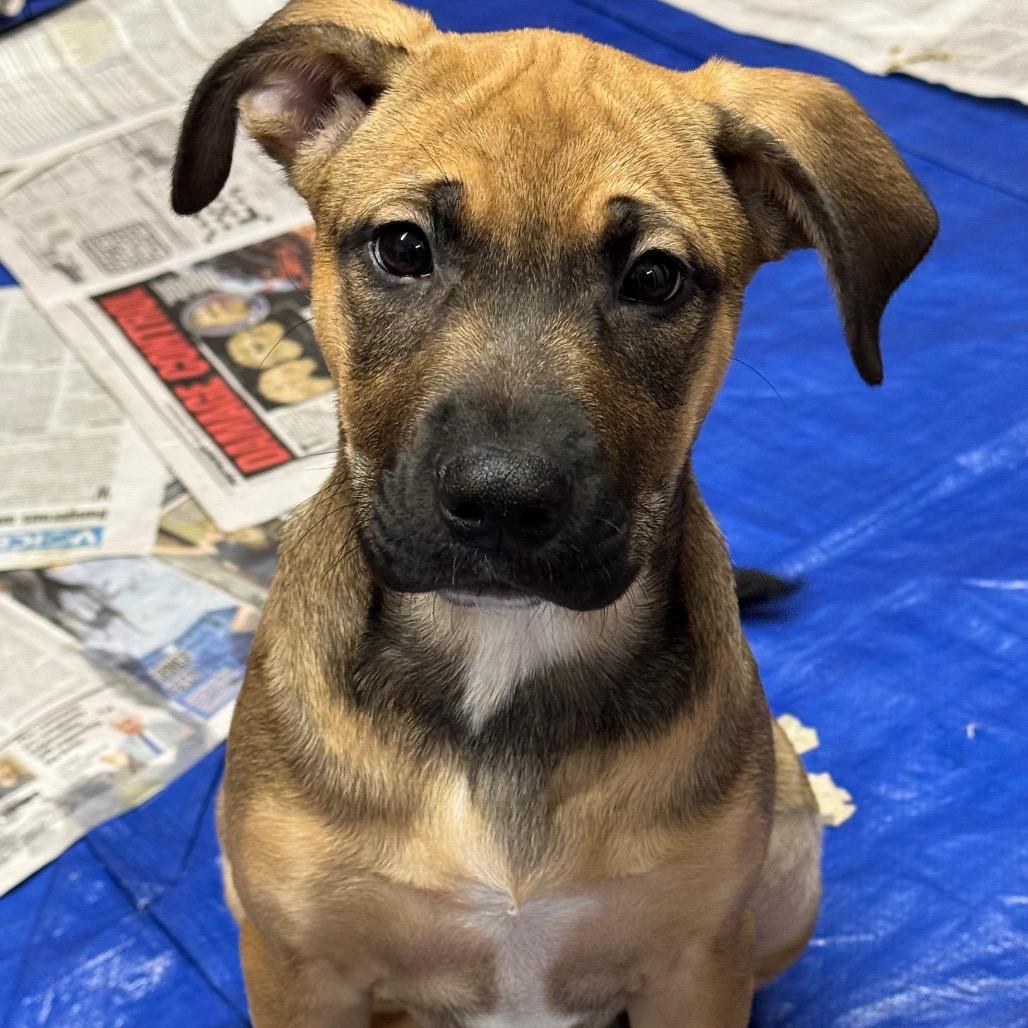 NY Athena (Foster in Carmel)