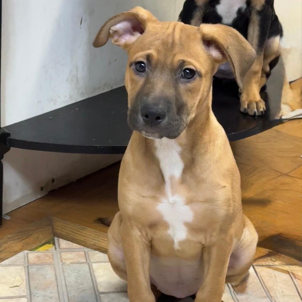 NY Hera (Foster in Carmel)