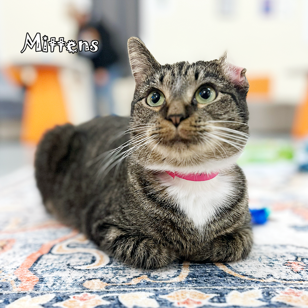 Mittens @ PAWZ pet cafe