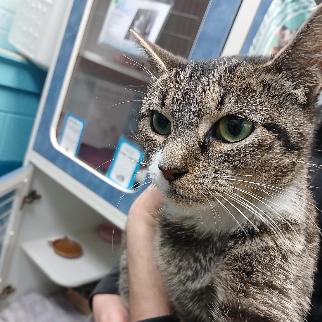 Fawn/FKA Cranberry Sauce