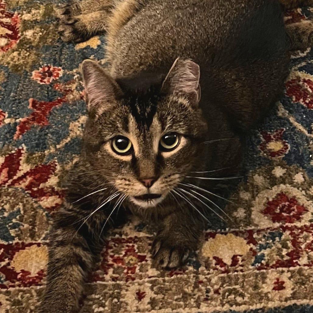 Broccoli - IN FOSTER