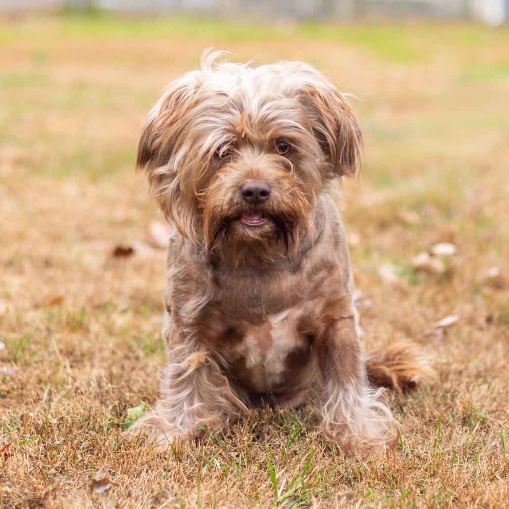 Rusty (Bonded w/ Zoomie)