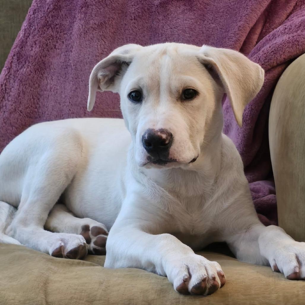 NY Wylie (Foster in Pawling)