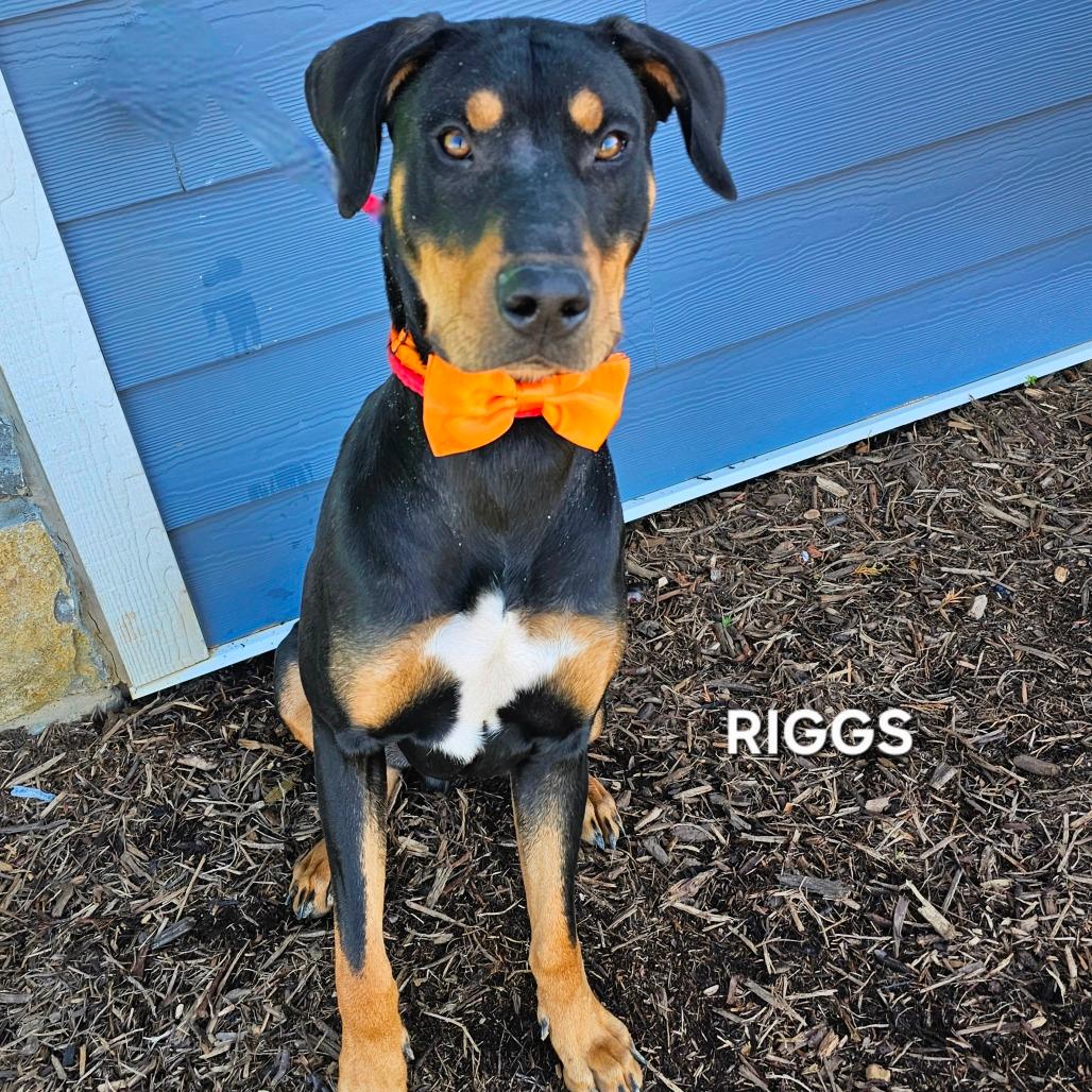 Riggs