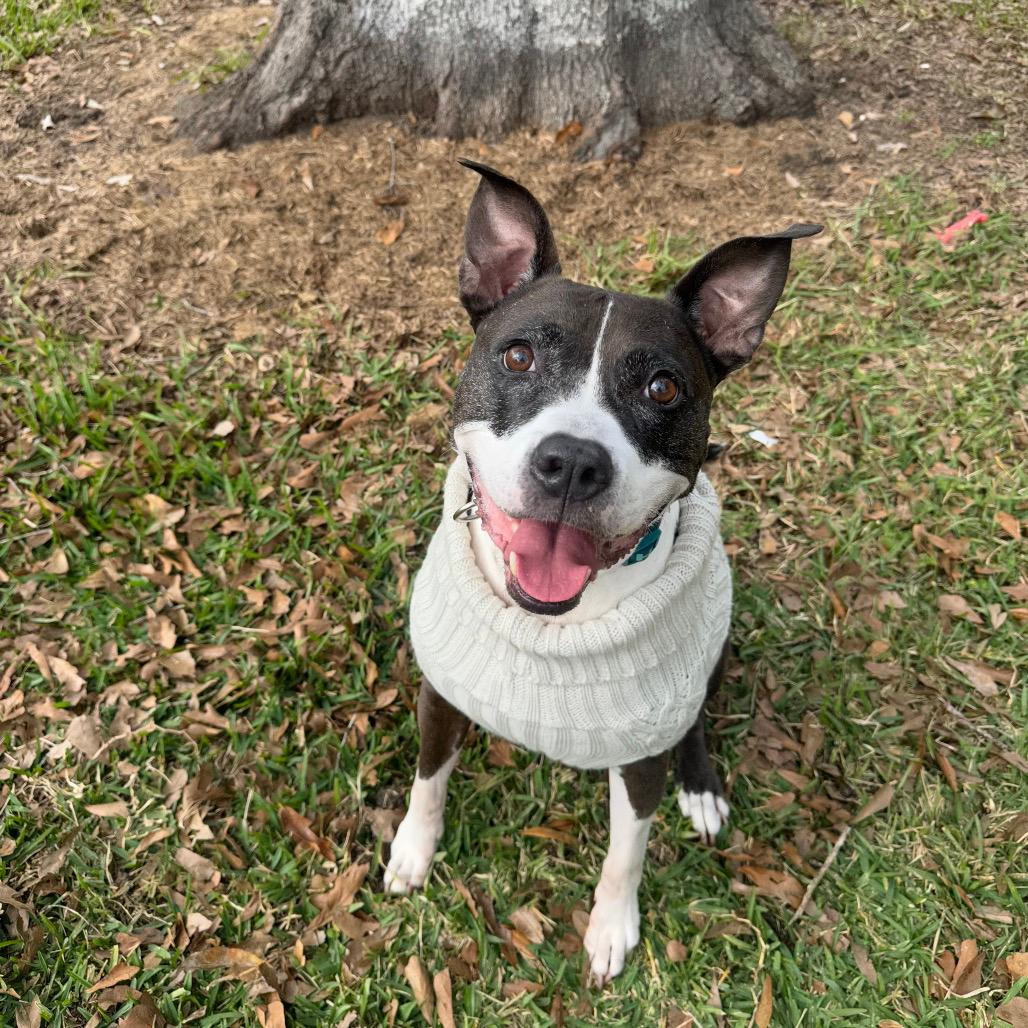 Babygirl (Reduced Rover)