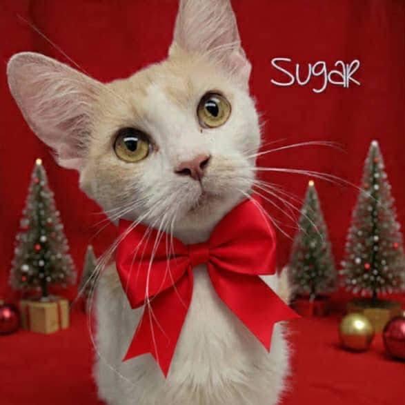 Sugar 