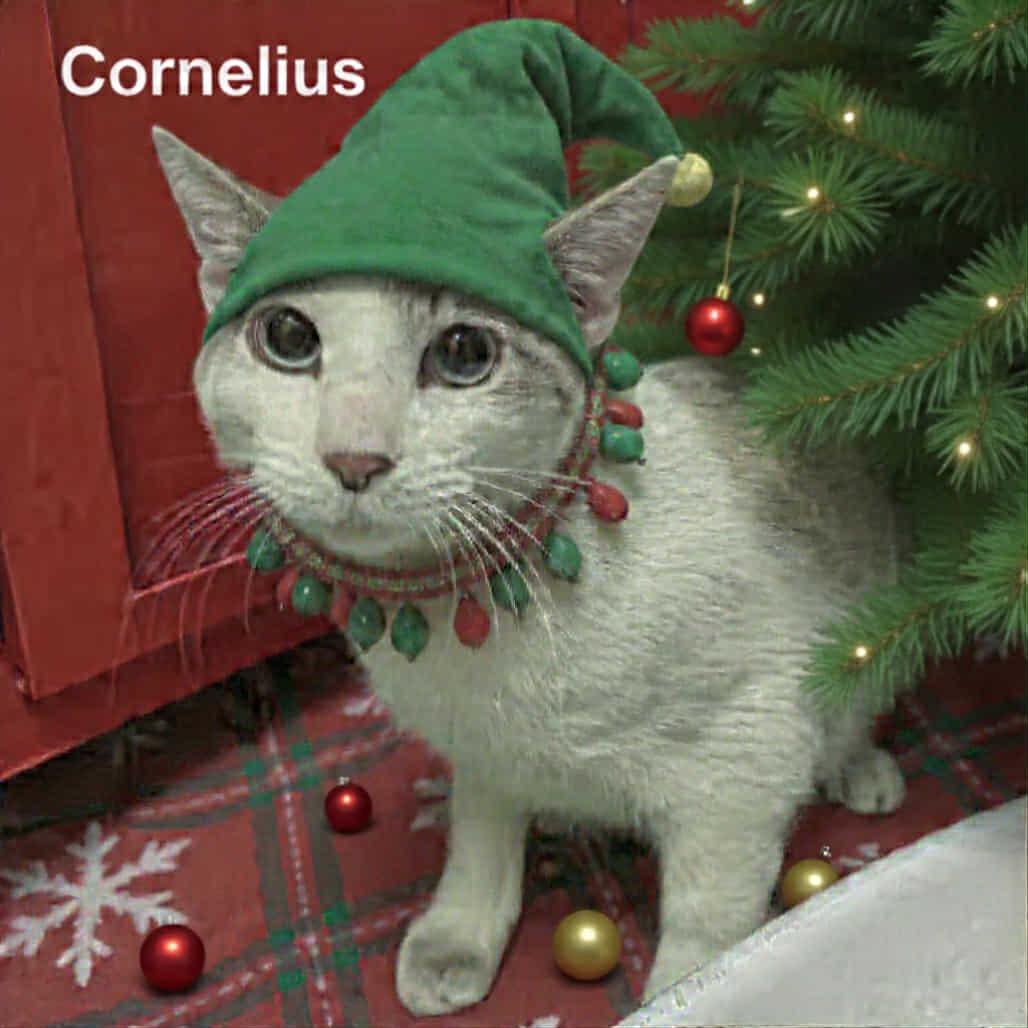 Cornelius