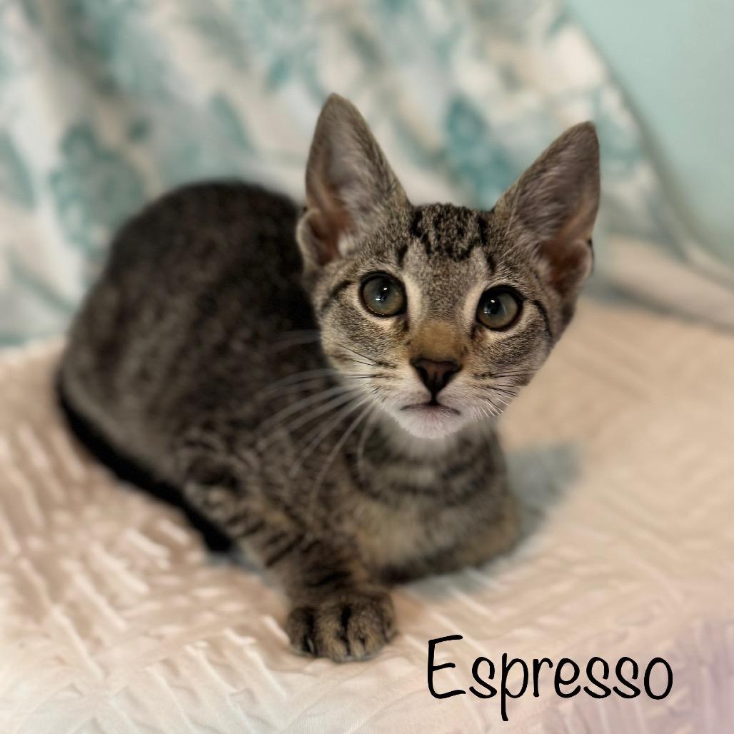 Espresso