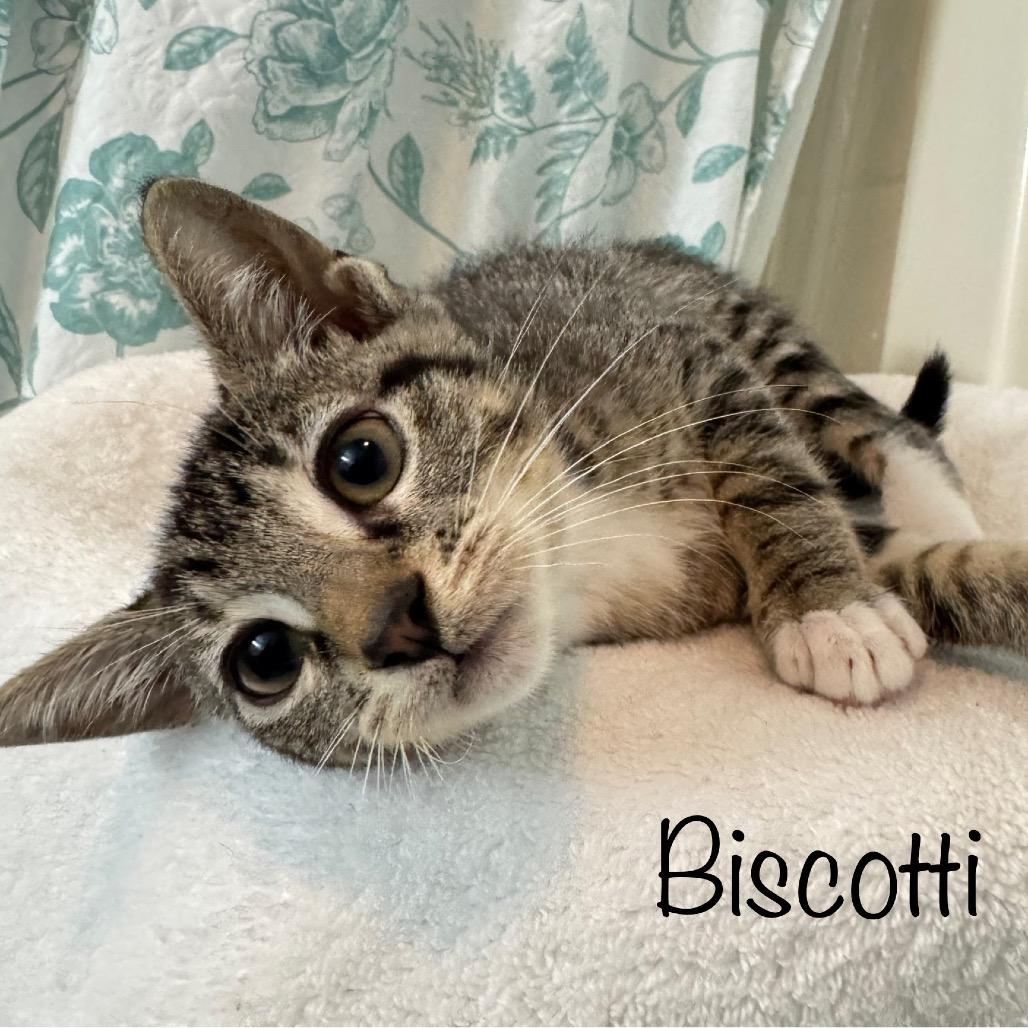 Biscotti 