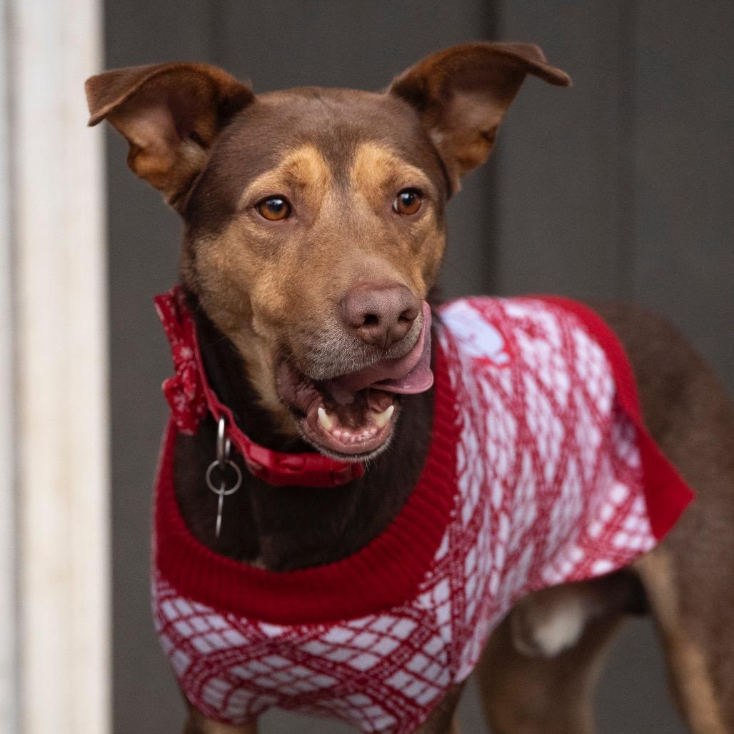 Bobby (Adoption Fee-SPONSORED!)