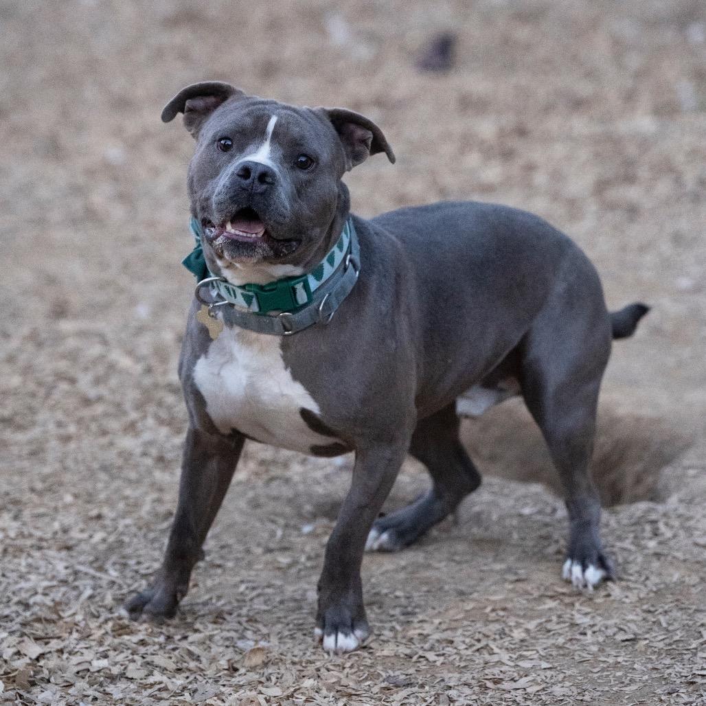 DJ (Adoption Fee SPONSORED!!!)