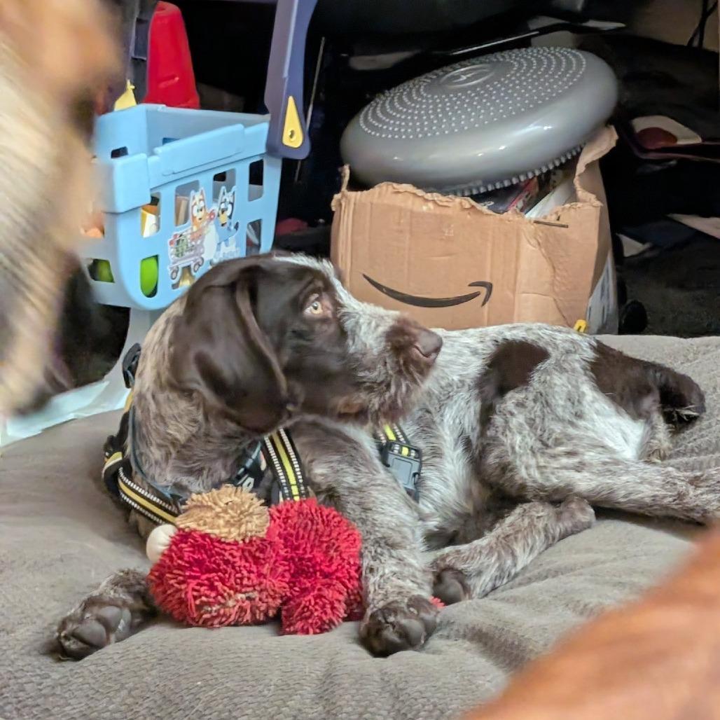 Faye (Santa Rosa, California)