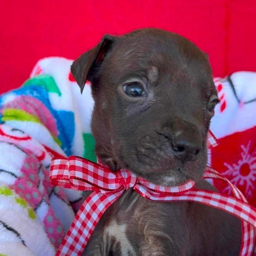 CT Roller Coaster avail Dec 6 (Sonny's Place- Somers, CT)