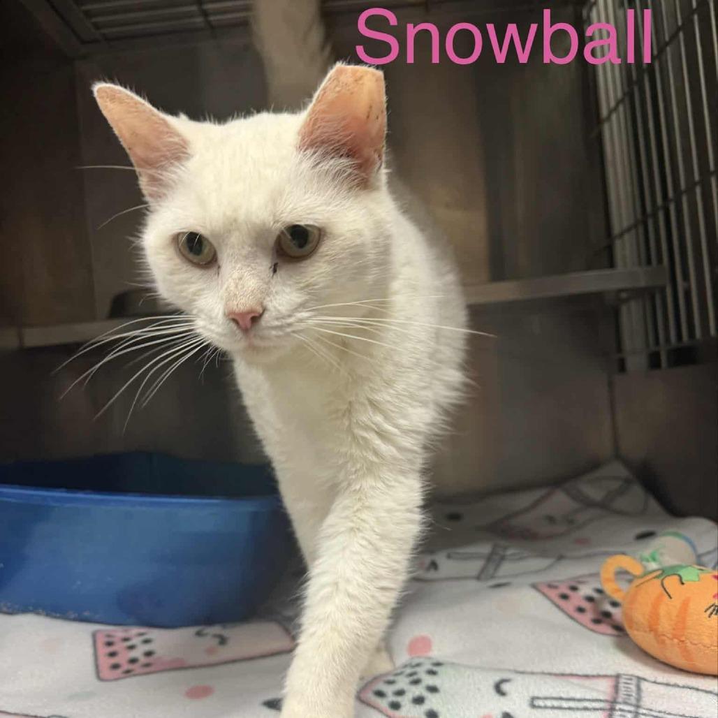 Snowball