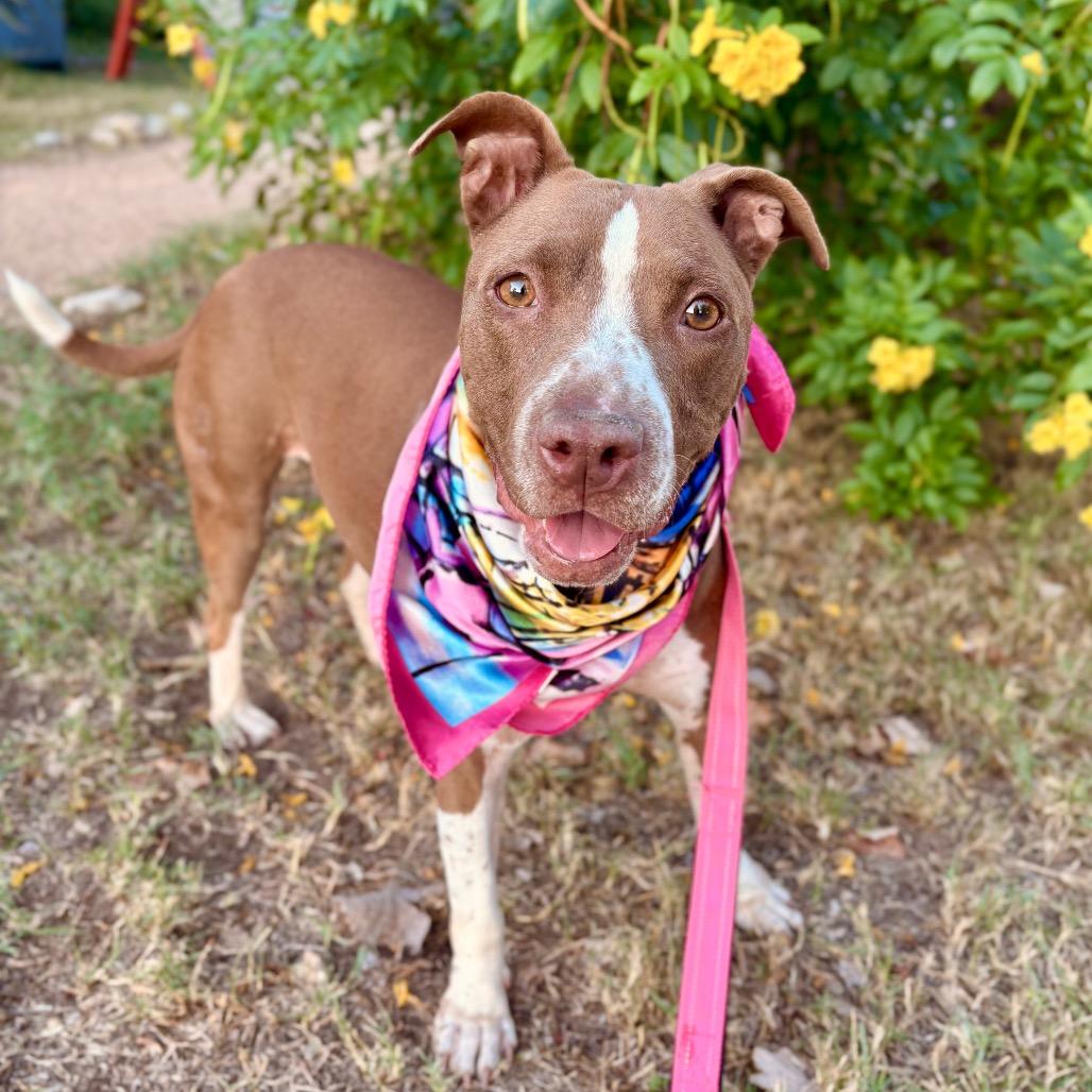 Princess Cheese Puff