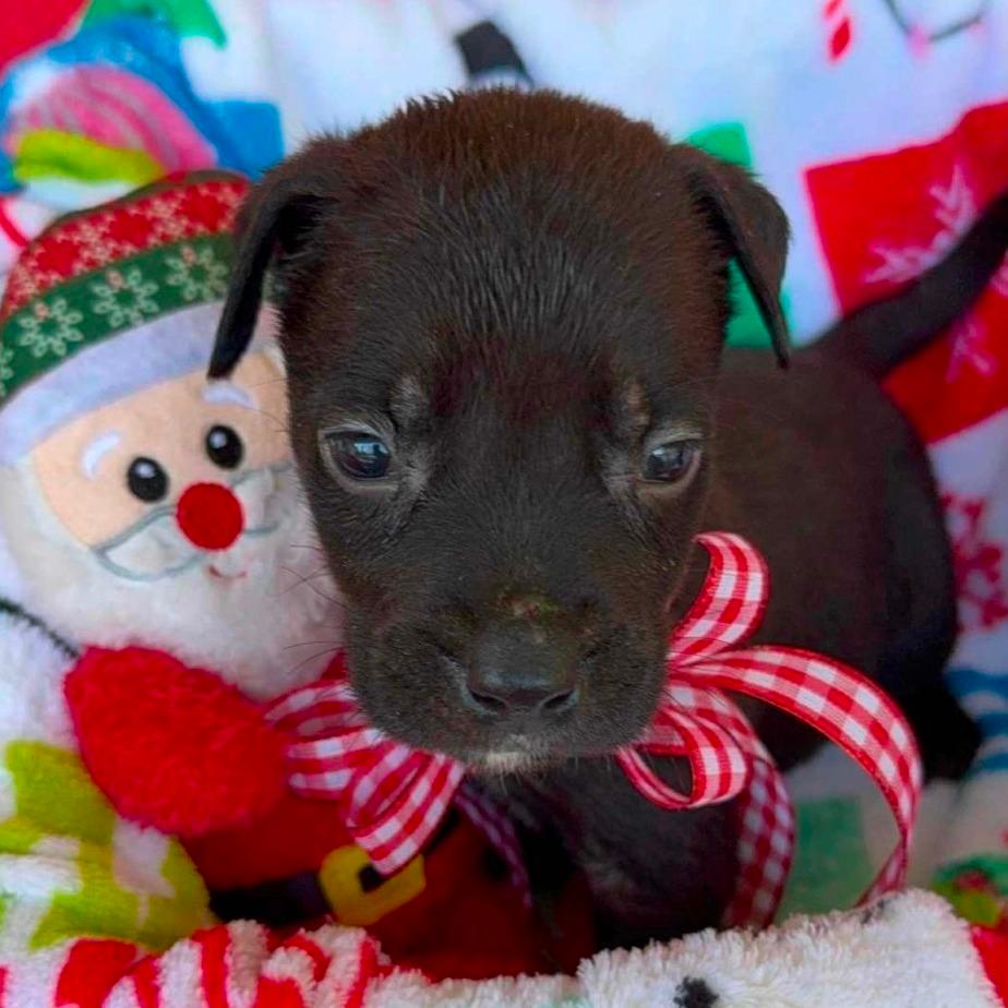 CT Sling Shot avail Dec 6 (Sonny's Place- Somers, CT)