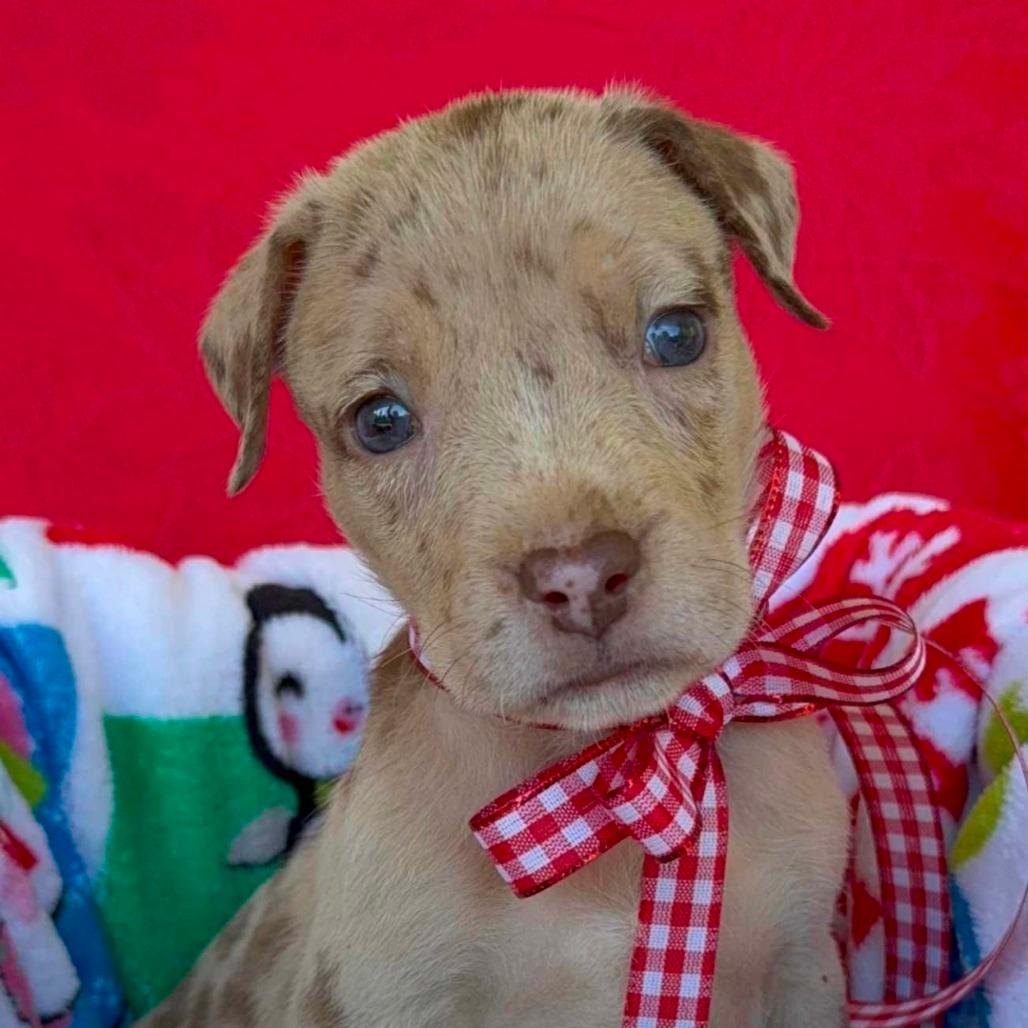 CT Carousel avail Dec 6 (Sonny's Place- Somers, CT)