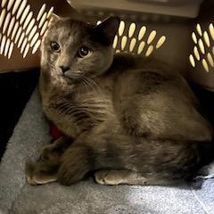 Chichen *Working Cat*