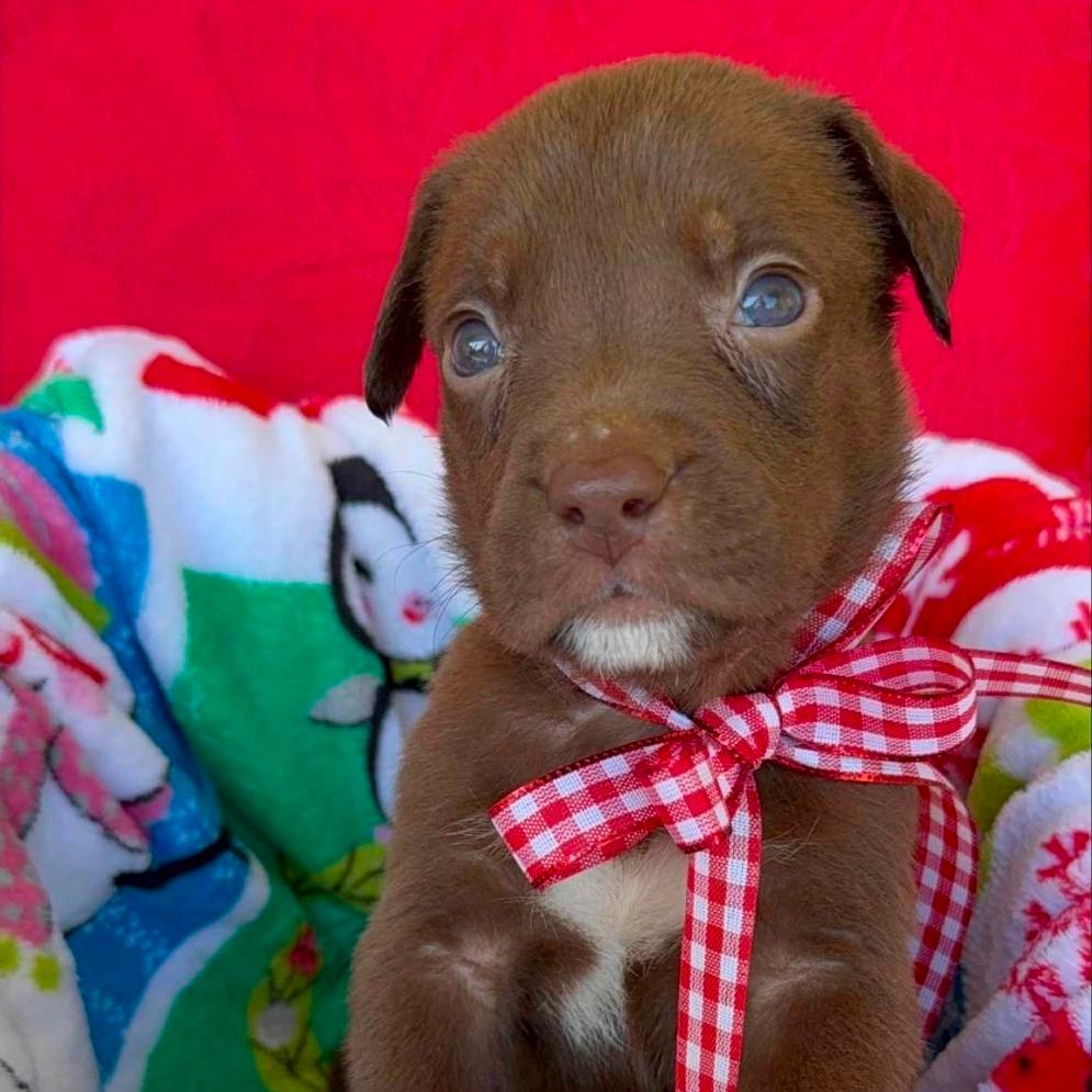 CT Ferris Wheel avail Dec 6 (Sonny's Place- Somers, CT)