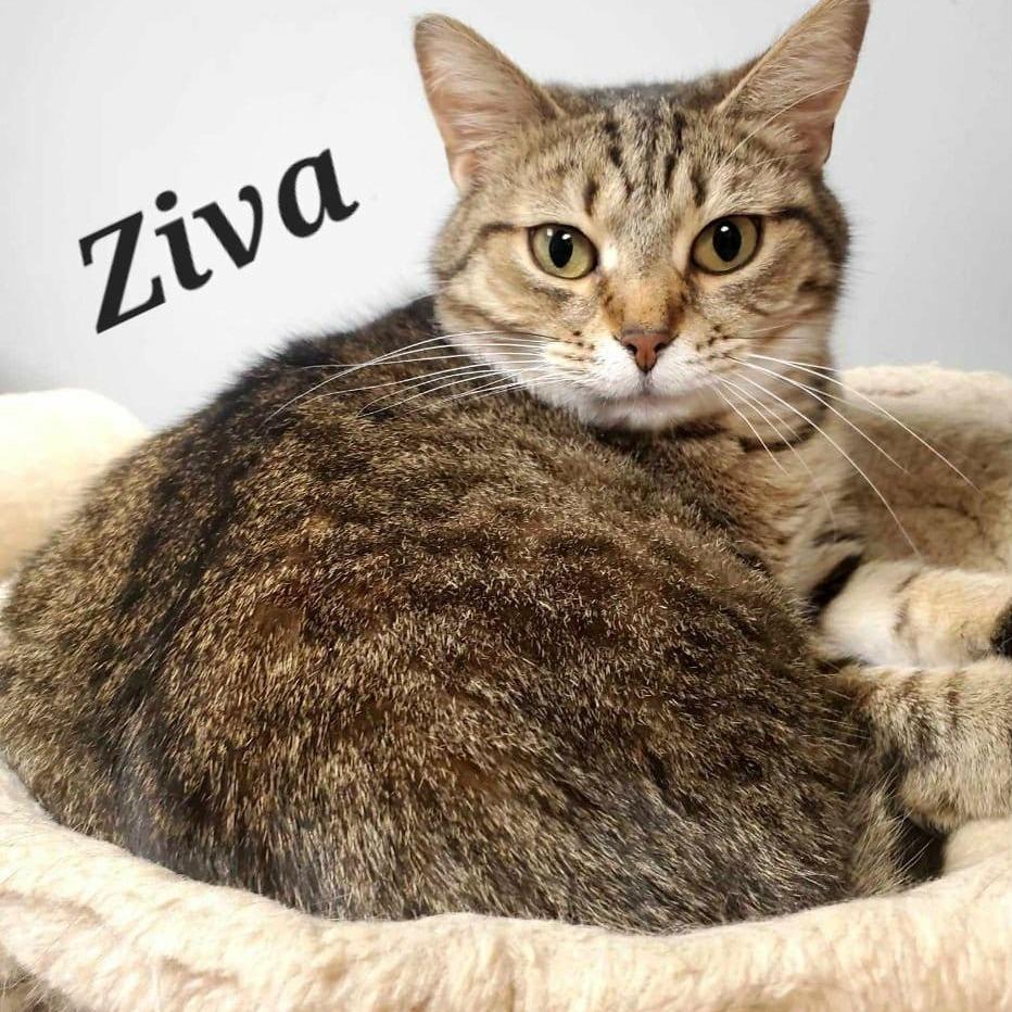 Ziva