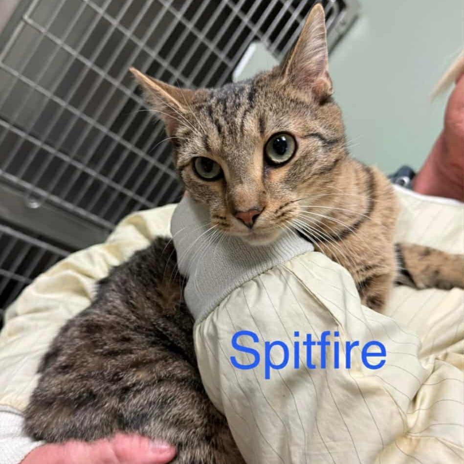 Spitfire