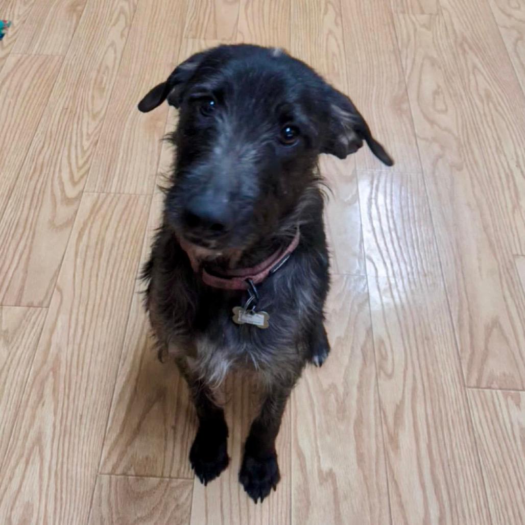 Evangeline the Toodle 