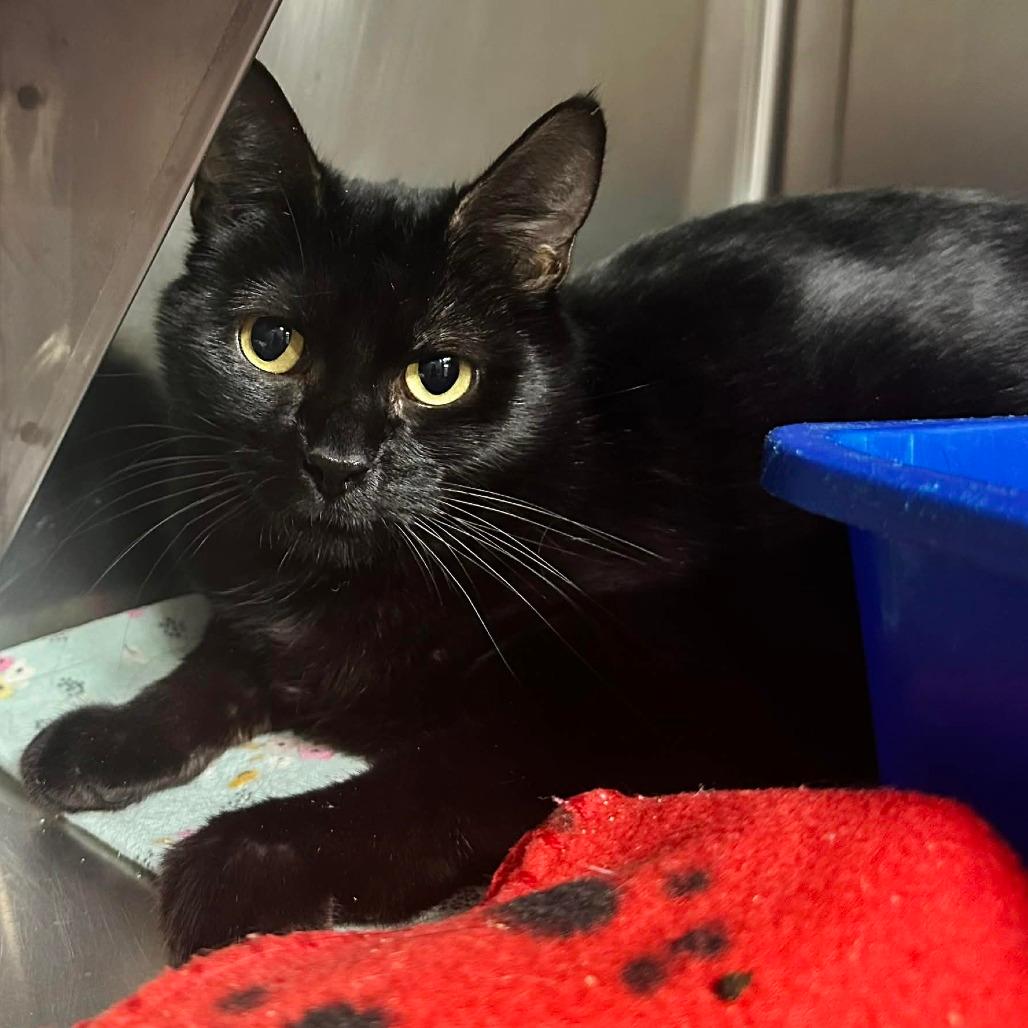 Willow- Sullivan Petsense