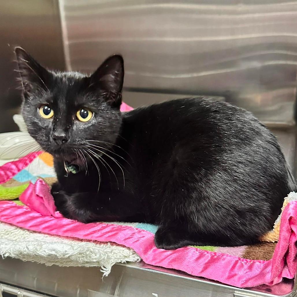 Secret- Eureka Pet sense