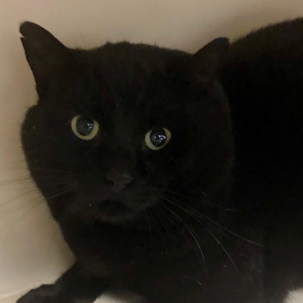 Big Baby Pudding Snatcher