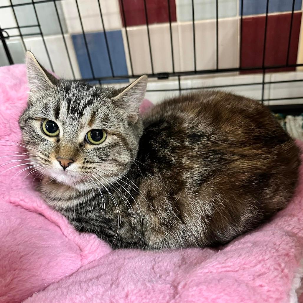 Vogue- Sullivan Pet sense