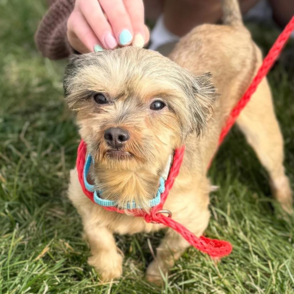 Rascal (Bonded w/Turbo)