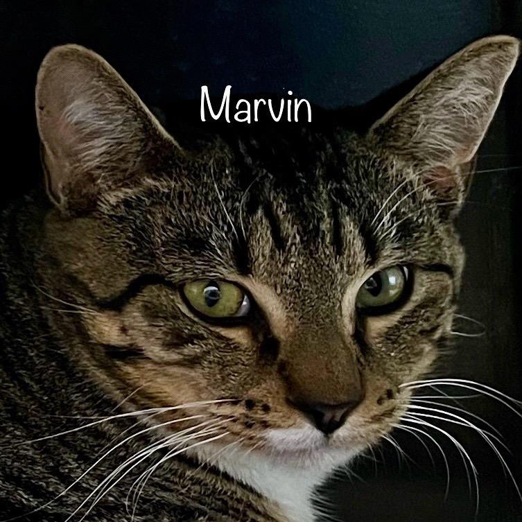 Marvin