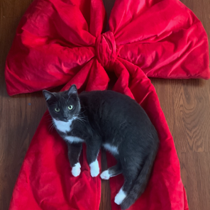 Ruby (M) (Monroe ACO Kitten 1)