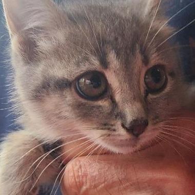 Greene kitty - Spock