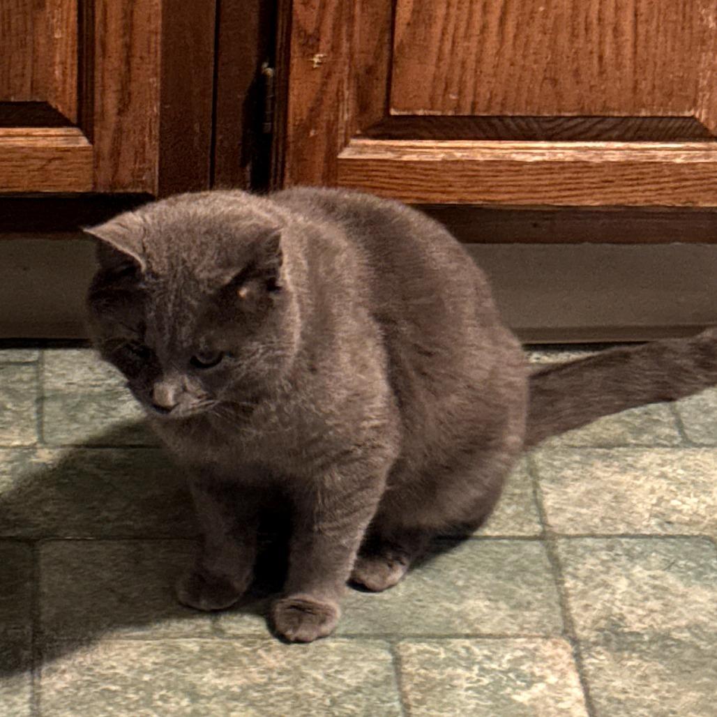 Albus -‐ handsome Russian Blue mix