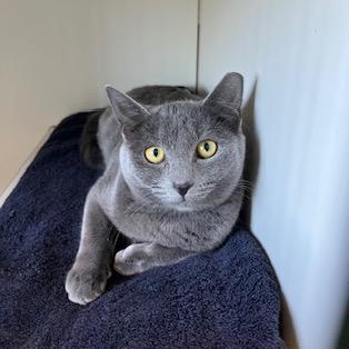 Chichen *Working Cat*