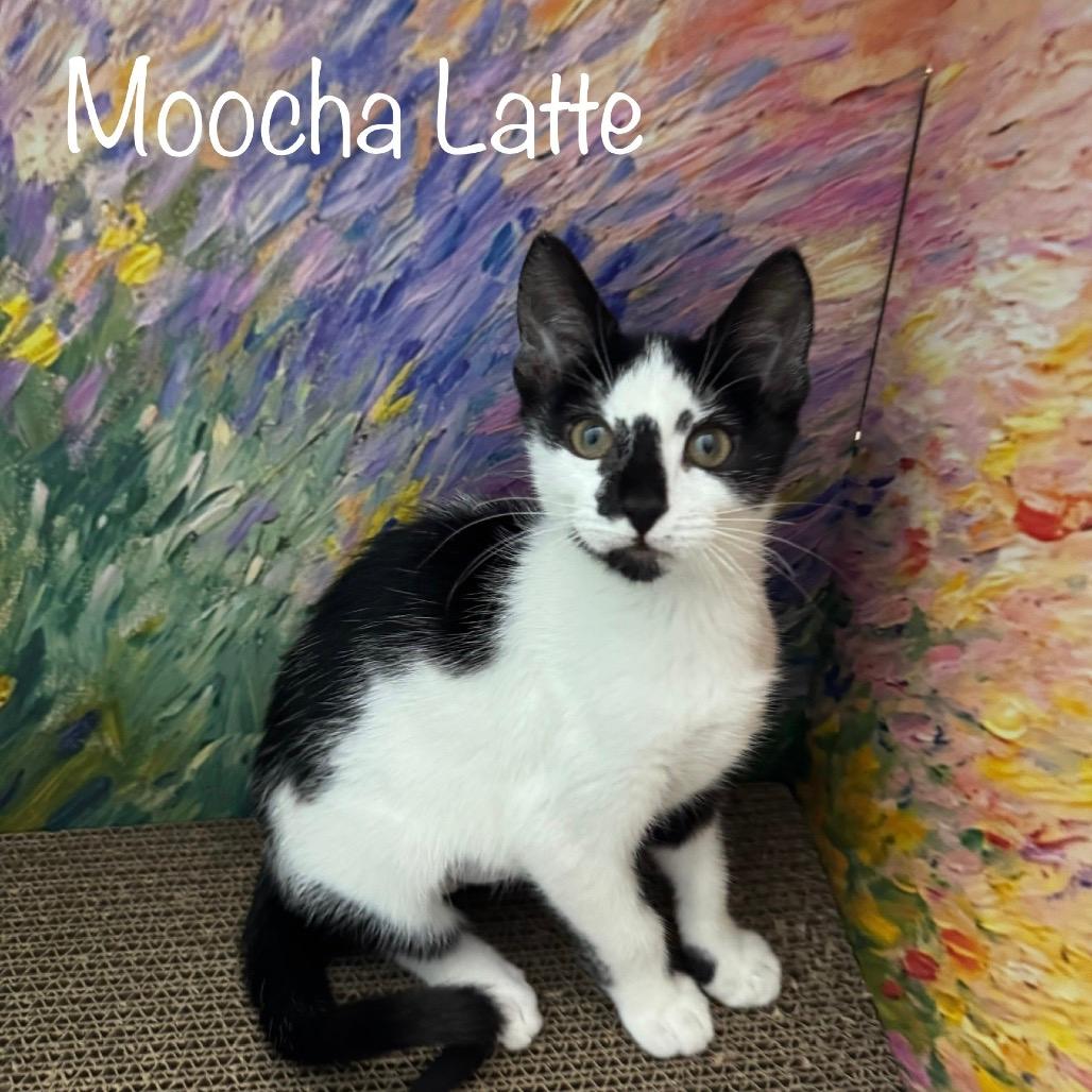 Moocha Latte