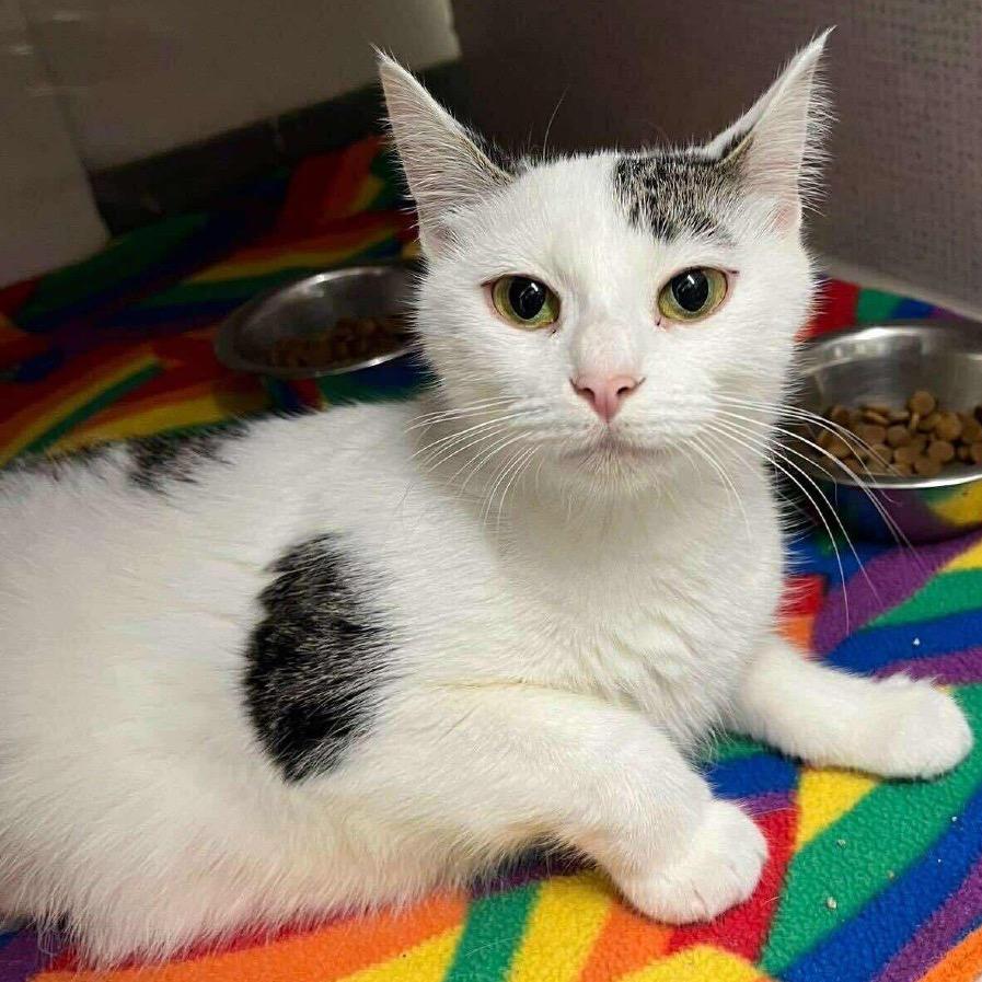 Disco *Meet me at Plymouth Petsmart*