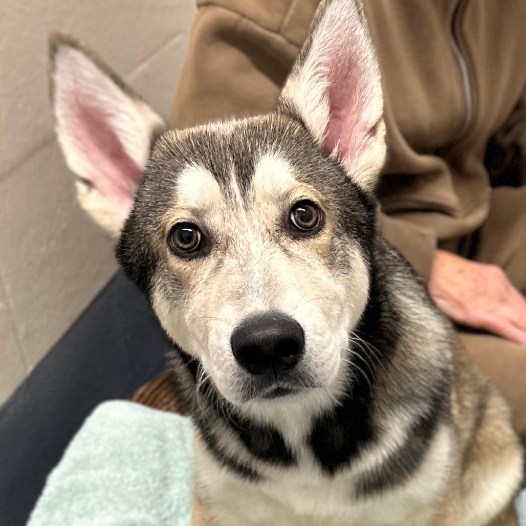 Apollo (puppy) - ECAS