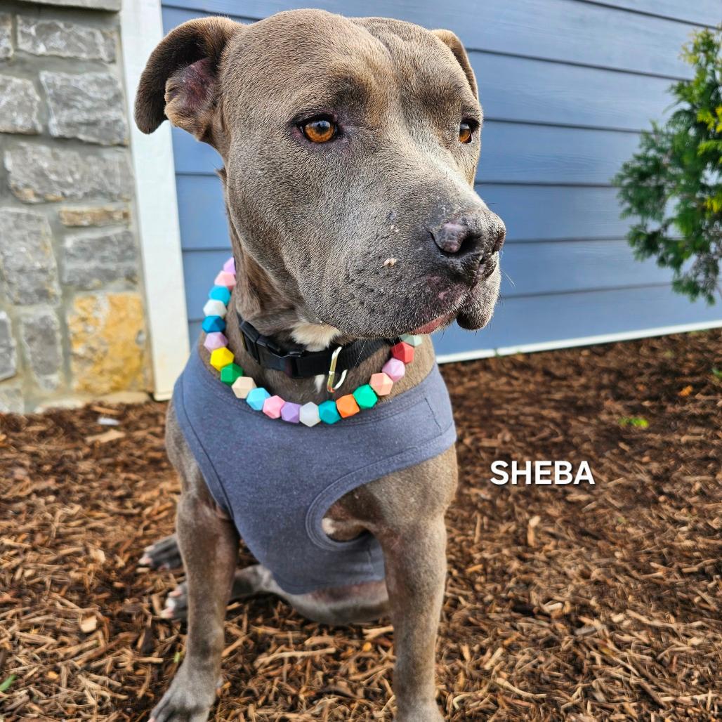 Sheba