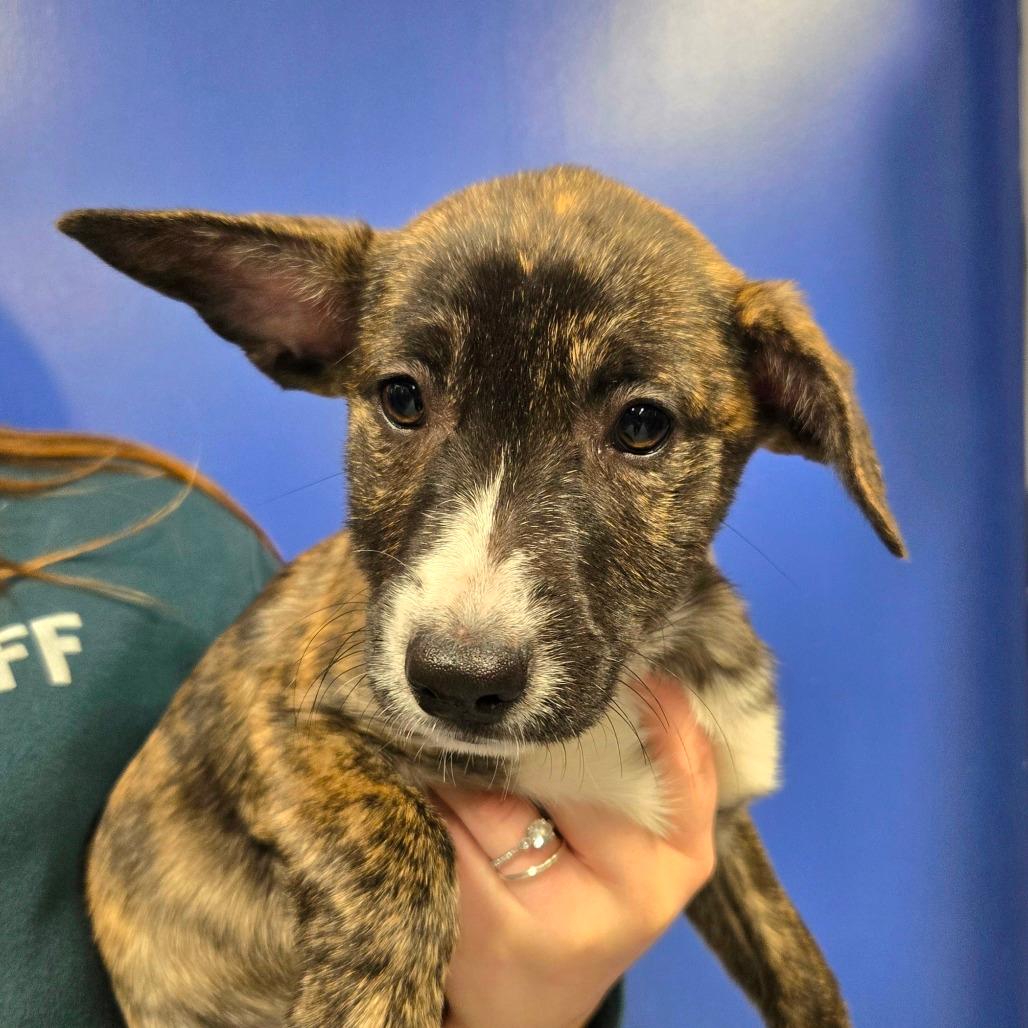 CT Astrid avail Dec 20 (Sonny's Place- Somers, CT)