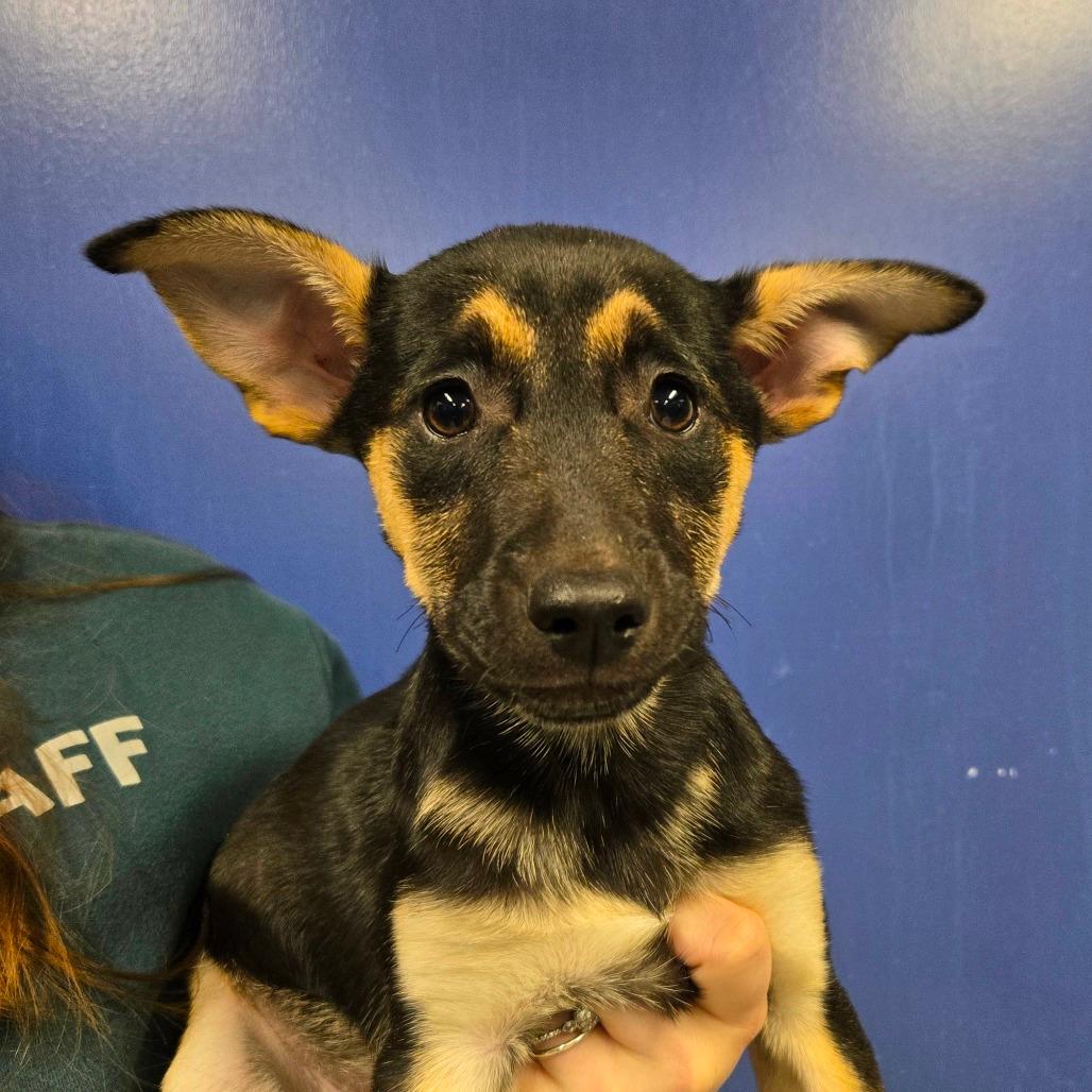 CT Nebula avail Dec 20 (Sonny's Place-Somers, CT)