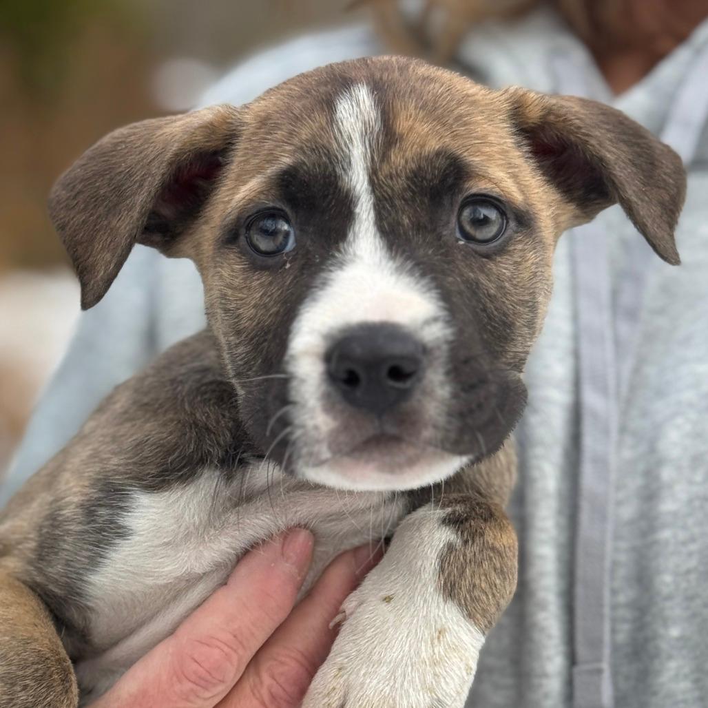 NY Victor (Foster in Carmel)