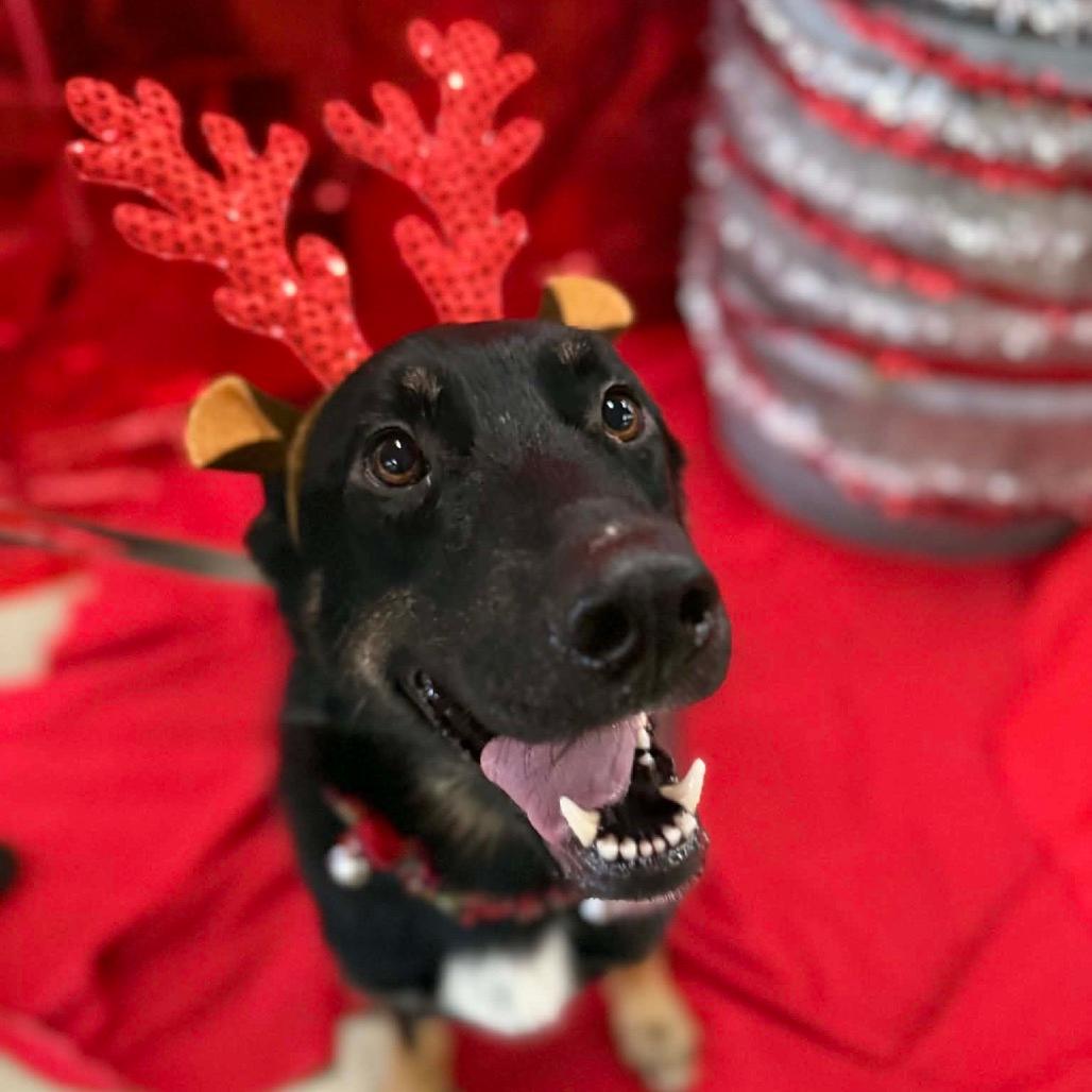 Percy the Tripod🪄