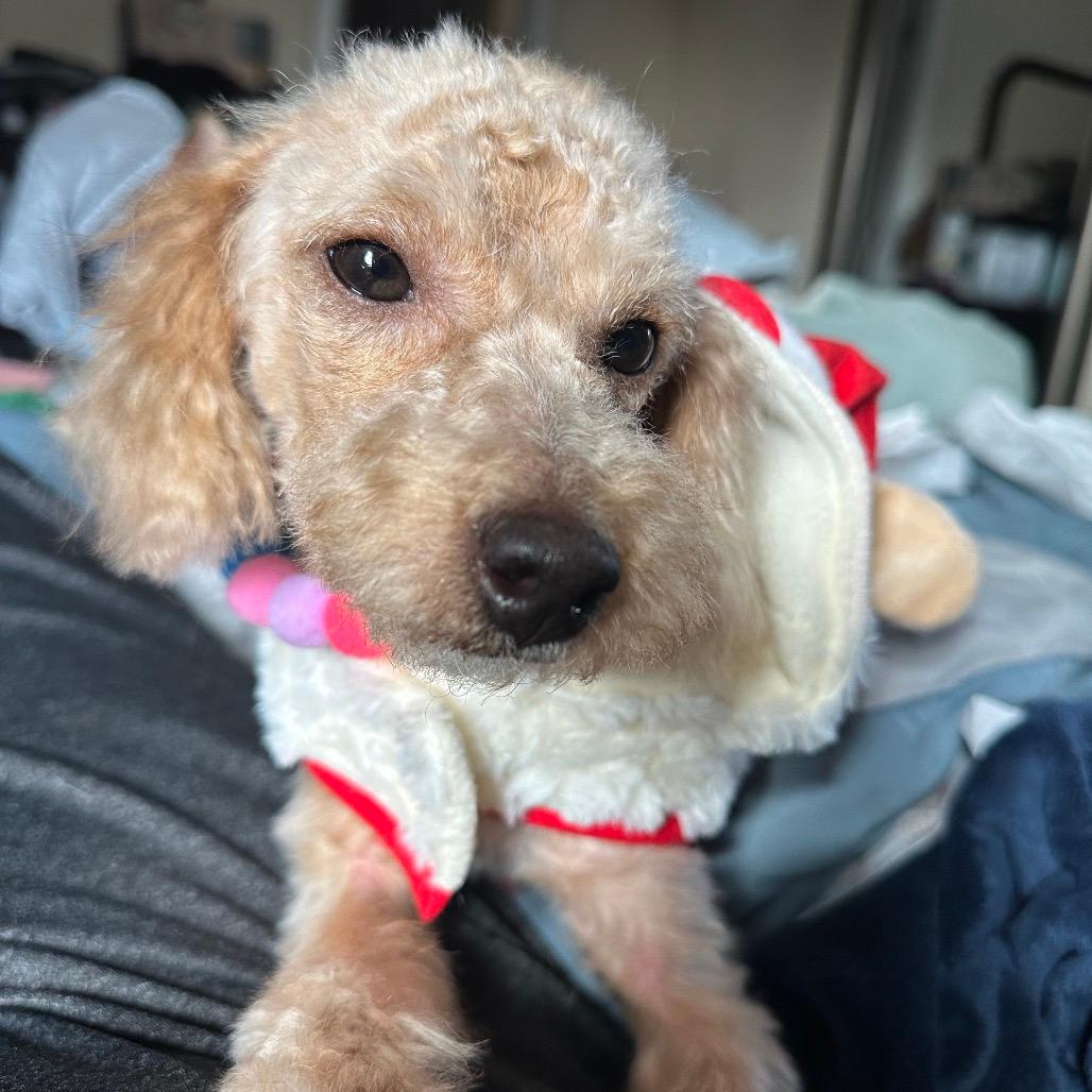 Skittles-Adoption Pending